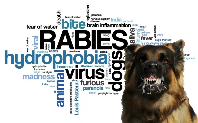 Expert Consensus on Post-Exposure Prophylaxis of Rabies in Children (2025 Edition) Expert Consensus on Post-Exposure Prophylaxis of Rabies in Children (2025 Edition)